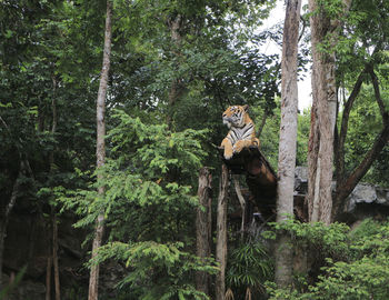 The tiger is lying on the tree and looking in the zoo.