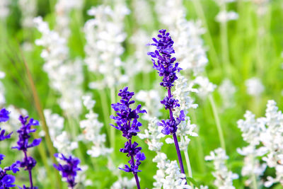 Close-up of purple flowering plant on field