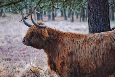 Scottish highlander in a field