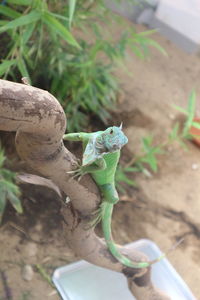 Close-up of a lizard on leaf