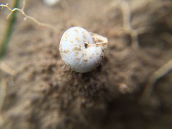 Close up of white flower