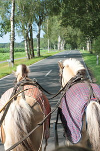 Rear view of horse riding horses