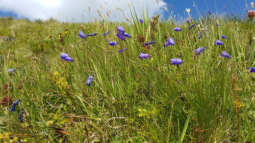 Close-up of purple crocus flowers on field