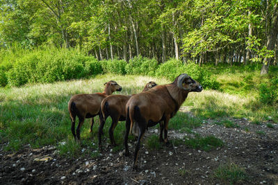 Horses in a field