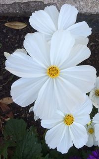 Close-up of white daisy flower