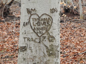 Close-up of tree trunk