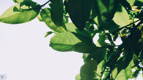 Close-up of leaves