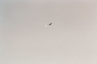 Low angle view of bird flying in sky