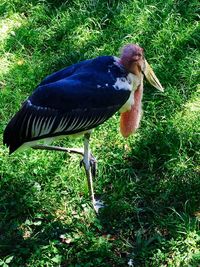 Side view of a bird on field