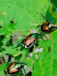 High angle view of insect on leaf