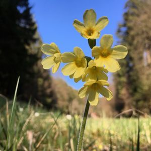 Close-up of yellow flowering plant on field