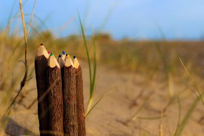 Natural colours coloured pencils on a beach sand dune