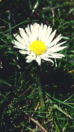 Close-up of white daisy flowers