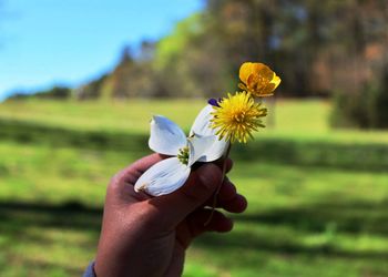 Close-up of hand holding yellow flower blooming in field