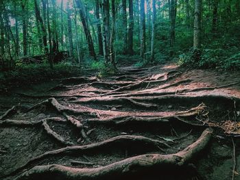 Sunlight falling on trees in forest