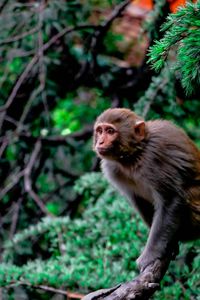 Monkey sitting on land