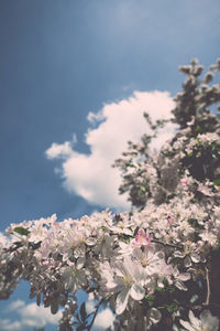 Low angle view of flowers blooming on tree