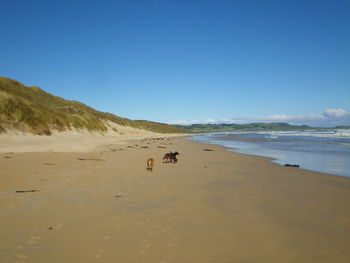 Scenic view of beach against clear sky