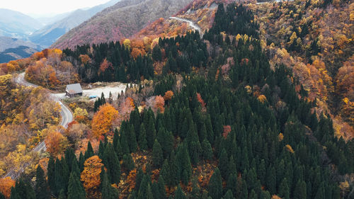 Scenic view of forest during autumn
