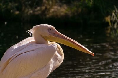 Close-up of pelican on lake