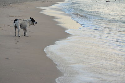 Dog on beach