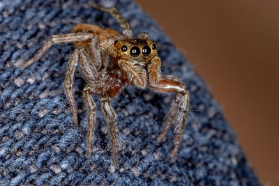 Close-up of spider