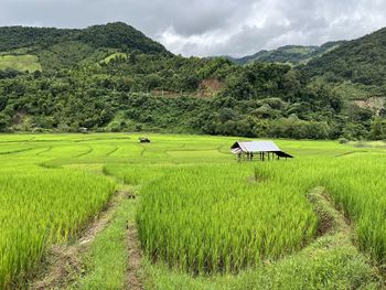 Scenic view of agricultural field