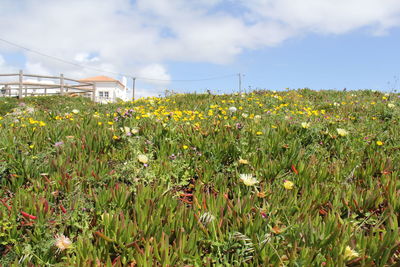 Plants growing on field against sky