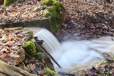 Scenic view of waterfall in forest