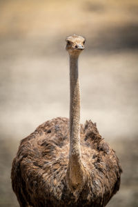 Close-up of female common ostrich facing camera