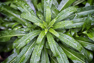 Full frame shot of wet plant