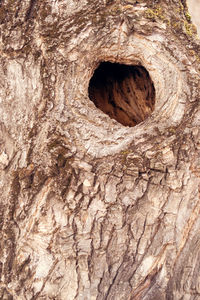 Full frame shot of tree trunk