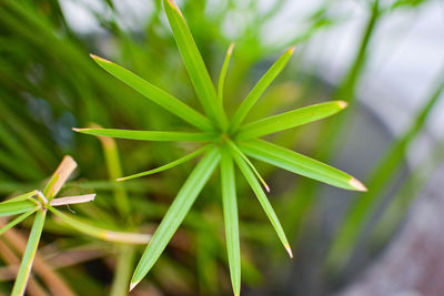 Close-up of plant in field