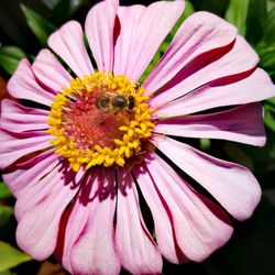 Close-up of bee on pink flower