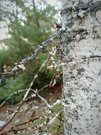 Close-up of barbed wire on tree trunk