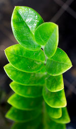 Close-up of green leaves