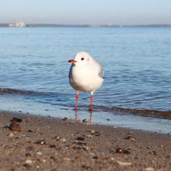 Seagull perching on shore