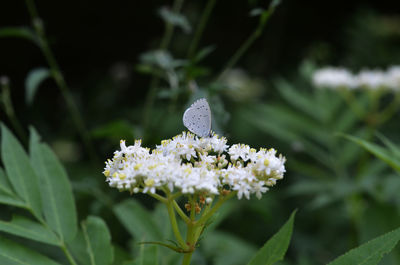 Close-up of white flowering plant