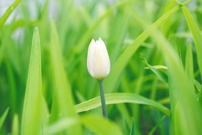 Close-up of white flowering plant on field