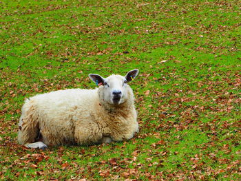 Portrait of sheep relaxing on field