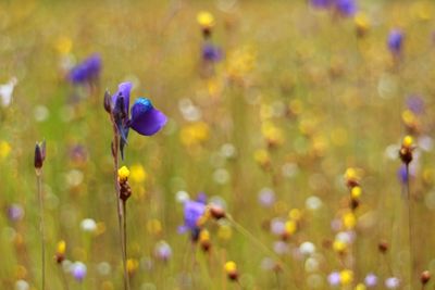 Close-up of purple flowering plant on field