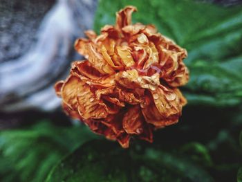 Close-up of rose blooming outdoors