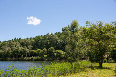 Trees growing on field by lake against sky