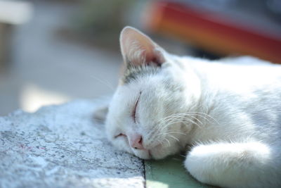 Close-up of cat sleeping