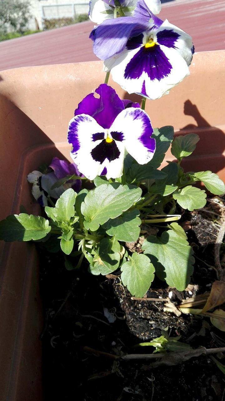 plant, flower, flowering plant, growth, fragility, vulnerability, freshness, beauty in nature, petal, nature, leaf, plant part, close-up, potted plant, flower head, inflorescence, day, no people, high angle view, purple, outdoors, flower pot