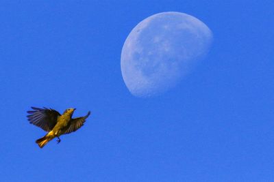 Low angle view of bird flying against blue sky