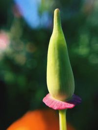 Close-up of flower against blurred background