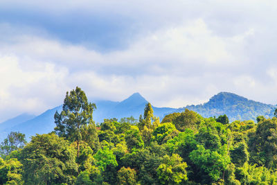 Scenic view of trees in forest against sky