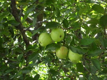 Close-up of fruits on tree