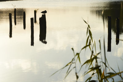 Wooden posts in lake